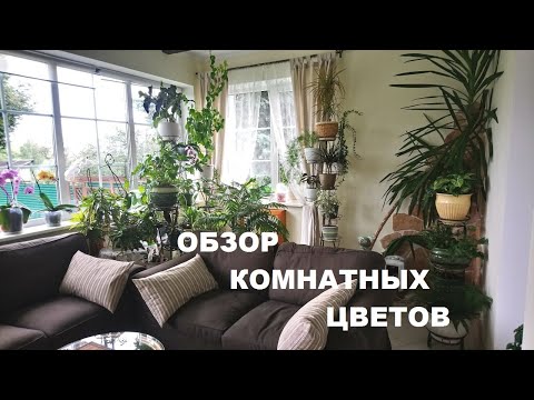 Видео: ОБЗОР МОЕЙ ОРАНЖЕРЕИ/КОМНАТНЫЕ РАСТЕНИЯ