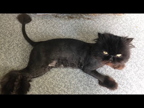 Видео: Экстремальная Стрижка Персидского Кота!