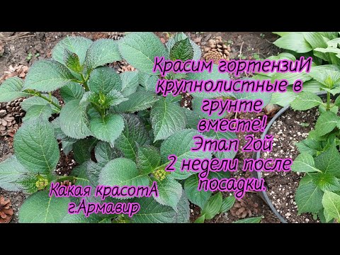 Видео: "Красим" крупнолистную гортензию в открытом грунте.2 недели после посадки прошло.27.04.24