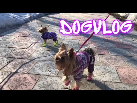 Видео: DogVlog: Наш день, долгая прогулка с Евой и Мотей