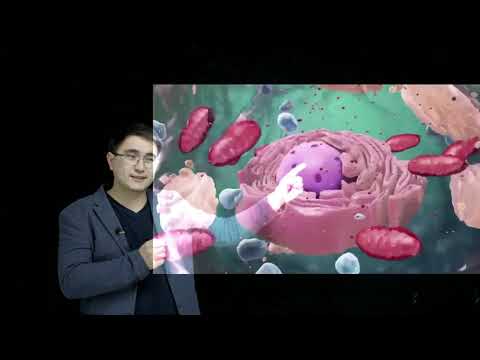 Видео: ҰБТ ЕНТ БИОЛОГИЯ экспресс сабақ жасуша мембранасы