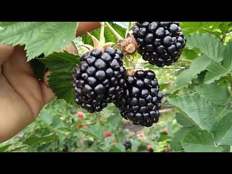 Видео: Сорт ежевики Тройная Корона 2019