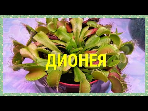 Видео: Венерина мухоловка. Уход и содержание летом.