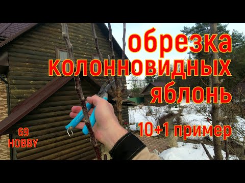Видео: Без такой обрезки на колонновидных яблонях не будет урожая! 11 примеров