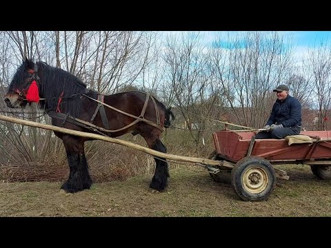 Видео: 🔊Добриня перший раз запряжений🔥🔗 в однокінці🎠🥵😅