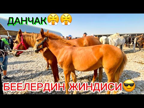Видео: ОЗГОН БЕЕ БАЙТАЛ БААЛАРЫ 👍👍👍👍#rek #rek #памиртв #озгон 