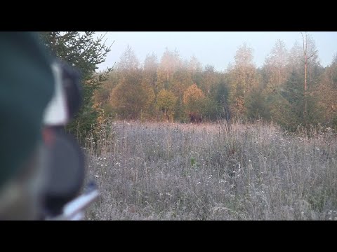 Видео: На лося "на реву", вспоминаем самые яркие моменты (Rufjagd auf Elchwild Top-Momente)