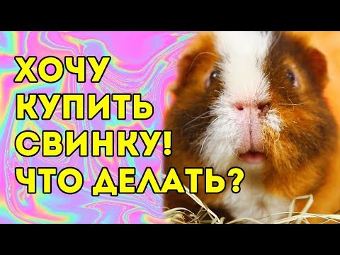 Видео: ВСЁ О МОРСКИХ СВИНКАХ ДЛЯ НОВИЧКА 🐽 #свинкишоу