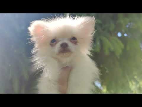 Видео: Дача шашлыки. Малышей забрали.