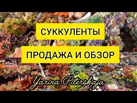 Видео: Суккуленты.  Продажа и обзор.