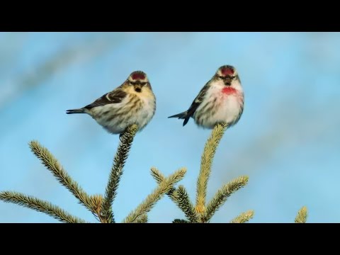 Видео: Чечетка - как поет, как строит семью и что любит