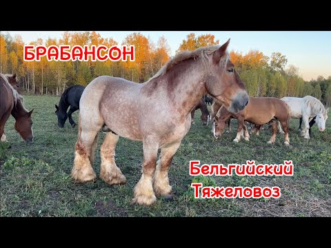 Видео: Тяжеловозы