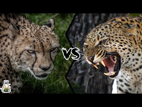 Видео: Гепард против леопарда — кто победит?