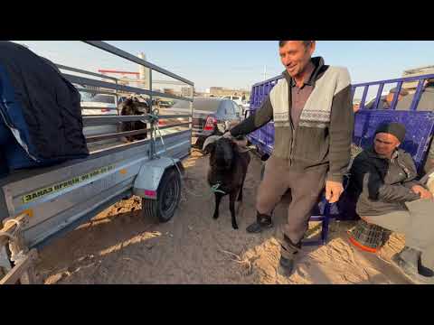 Видео:  ЭЛЛИККАЛА БУСТОН КУЙ БОЗОР НАРХЛАРИ 23 10 2025 г.