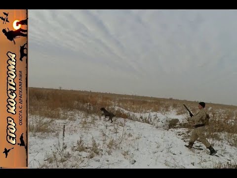 Видео: ОХОТА НА ФАЗАНА И ЗАЙЦА. Начало декабря 2018г.