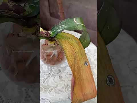 Видео: Підморожена орхідейка!🔥❤️#orchid #plants #flowers #garden #орхідея#