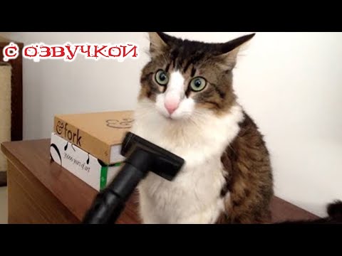 Видео: Приколы с котами! -С ОЗВУЧКОЙ! - Смешные коты!!! Самые смешные животные!!