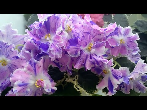 Видео: Цветущие фиалки. Можно выбрать. Санкт-Петербург