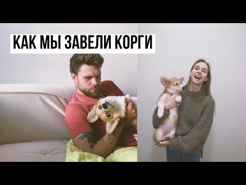 Видео: КОРГИ первые месяцы жизни | ЧТО НУЖНО ЗНАТЬ и К ЧЕМУ ГОТОВИТЬСЯ