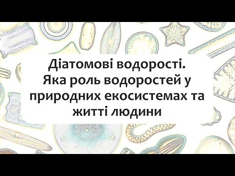 Видео: Біологія 7 клас §15 Діатомові водорості. Яка роль водоростей у природних екосистемах та житті людини