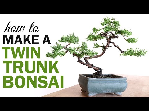 Видео: Как сделать бонсай с двумя стволами для начинающих