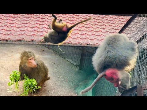 Видео: Люся, БЕГИ - Елисей ВЗЛЕТЕЛ ПОД КРЫШУ и НАКАЗАЛ Лиду! Петрушка и укроп СТРАШНЫЙ СОН беременных