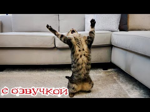 Видео: Приколы с котами!! Смешные коты!  С ОЗВУЧКОЙ!! Самые смешные животные! Смешные видео про котов!