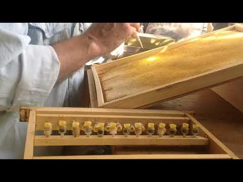 Видео: Світлий щільник - прививка. (11.05.2020р.)