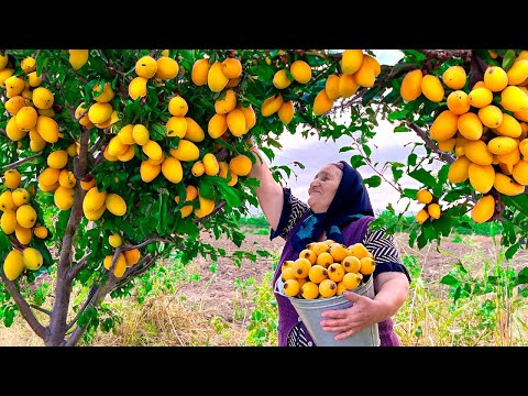 Видео: Собираем много свежих Локватов и делаем вкусный напиток на зиму!
