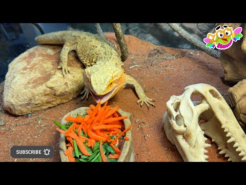 Видео: Everyone loves carrots, not just bunnies. Морковку любят все, не только зайчики.