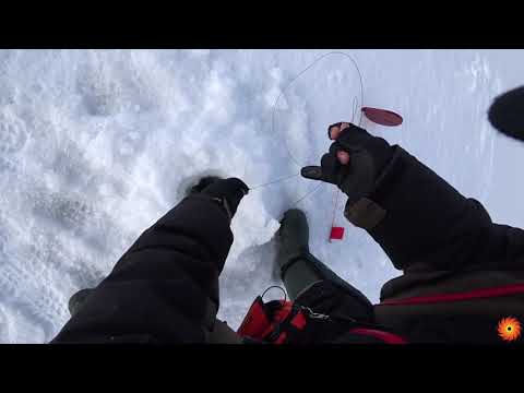 Видео: Путешествие в Уральск, рыбалка р.Кушум (Кушум-канал) ЗКО часть 2