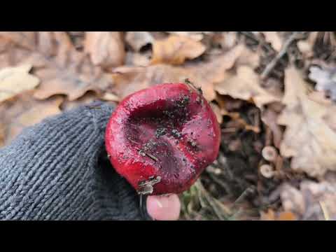 Видео: Собираем грибы в красивом лесу. 26 октября 2025