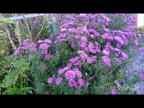Видео: 🌹🍁🍁🍁Моя любимая дача.Последние дни сентября.Розы,сентябринки..Грустно...