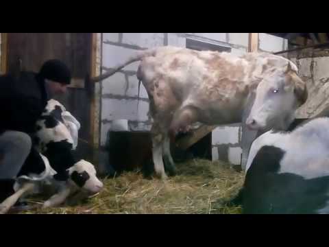 Видео: Отёл коровы)) первый раз принял роды, новая жизнь, рождение теленка,