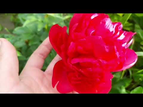 Видео: 4. Цветение моих пионов 2022г.