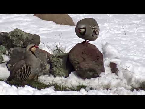 Видео: Keklik Avı (Bağlı) - الحجل طائر - куропатка - partridge