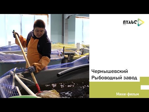 Видео: Чернышевский рыбоводный завод - "Пульс Времени"