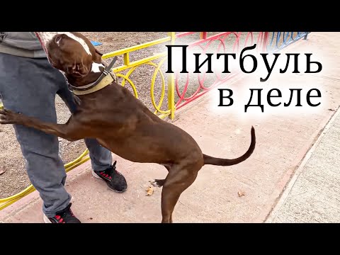 Видео: Соседи в Ташкенте не знают как справиться с питбулем