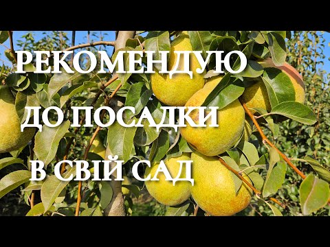Видео: В кого немає ще цього сорту? Рекомендую до посадки.Груша Ноябрська Ксена.