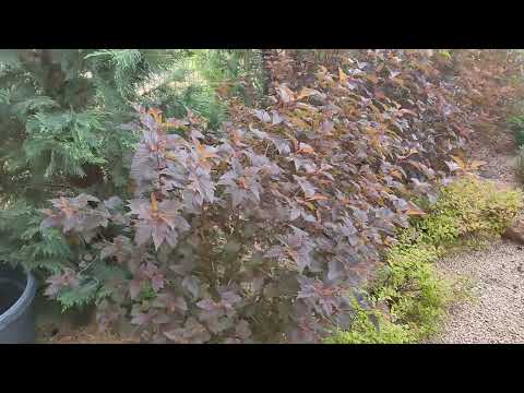 Видео: Пузыреплодник. мой опыт выращивания