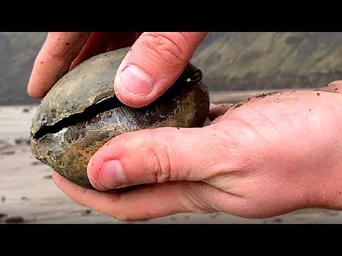 Видео: В поисках идеального аммонита — Fossil Hunting