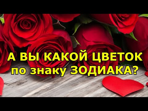 Видео: А ВЫ КАКОЙ ЦВЕТОК ПО ЗНАКУ ЗОДИАКА?