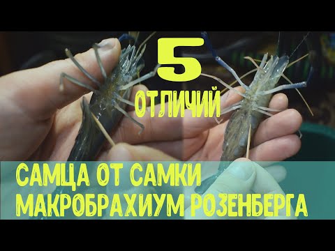Видео: Как отличить самку от самца Макробрахиум Розенберг