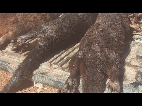 Видео: Наборы Deadly Otter Sets с приманками Billingsley Brand #ловля на приманки Billingsley Brand