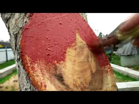 Видео: Краска для деревьев обработка спилов и ран яблони