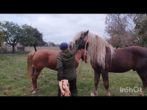 Видео: ЛОШАДИ🐎БАСТИОН РАЗМИНАЕТСЯ ПЕРЕД ДЕЛОМ