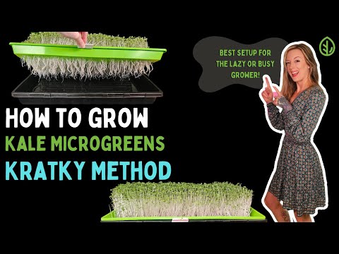 Видео: Легко выращивайте микрозелень капусты кейл с помощью гидропоники Kratky