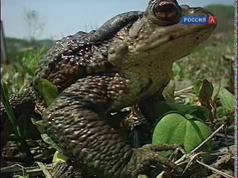 Видео: Жабы. Их жизнь в воде. Рассказы о природе.
