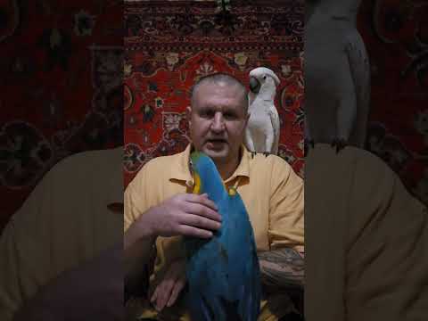 Видео: КОРМЛЕНИЕ БОЛЬШОГО ПОПУГАЯ, РАЦИОН ПИТАНИЯ. ПОПУГАЙ ОТКАЗЫВАЕТСЯ ЕСТЬ, ЧТО ДЕЛАТЬ?