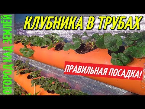 Видео: КЛУБНИКА В ТРУБАХ В ТЕПЛИЦЕ ЗИМОЙ,ПОСАДКА КЛУБНИКИ.